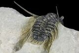 Spiny Leonaspsis Trilobite - Excellent Detail #89298-5